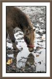 You can lead a horse to water but you cant make him drink *