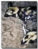 Let sleeping dogs lie (*)