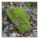 <B>A Rolling Stone Gathers no Moss</b> *