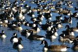 Theres a Show-off in Every Group