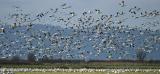 <B>Birds of a Feather... Take Two</B>