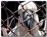 A beautiful bird is the only kind we cage.
