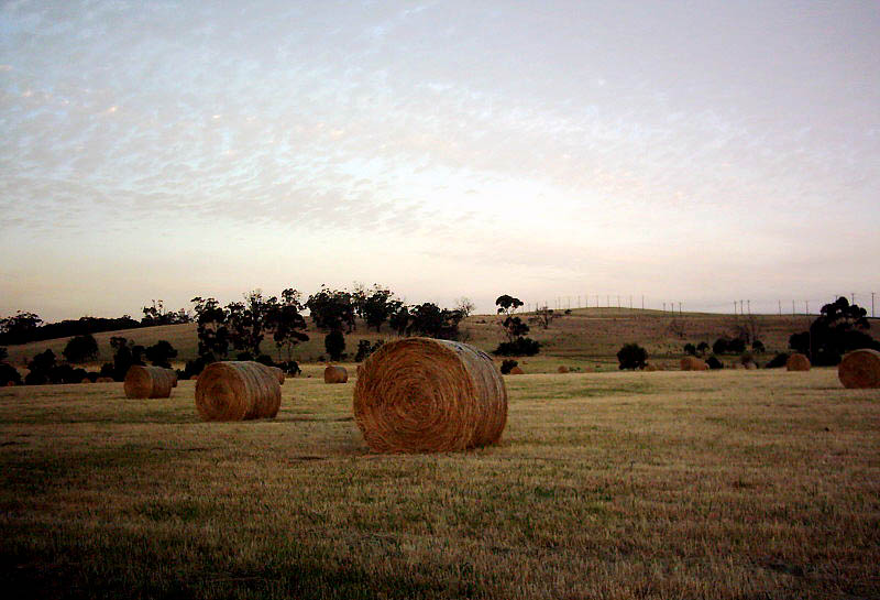 Summer Harvest *