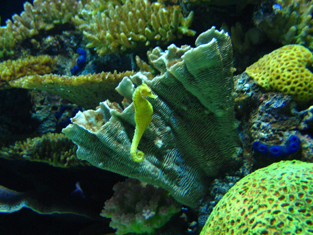 Sea horSe<br>*</br>