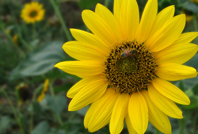 Sunflower *