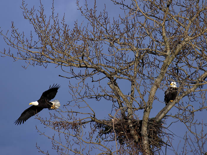 <B>Soaring and Standing Guard</B><BR>*