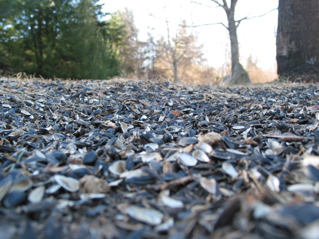 Seeds (*)
