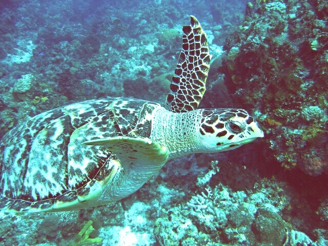 simply swimming