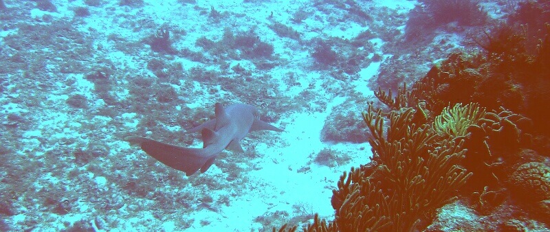 shark!