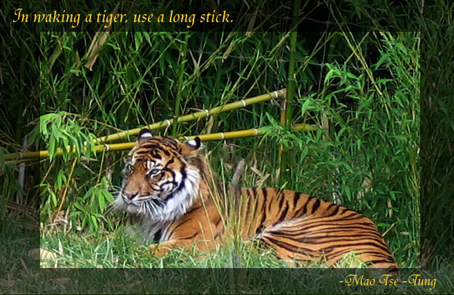 In waking a tiger  *