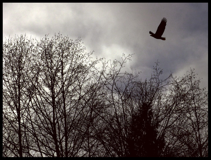 <B>No bird soars too high if he soars with his own wings</B>