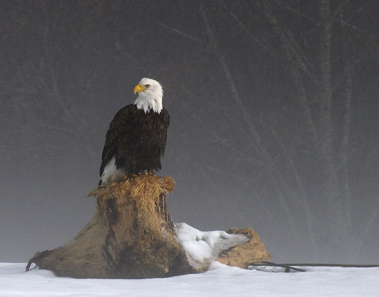 <B>In an eagle there is all the wisdom of the world</B> 3rd Place