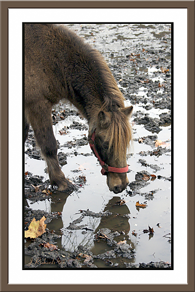 You can lead a horse to water but you cant make him drink *