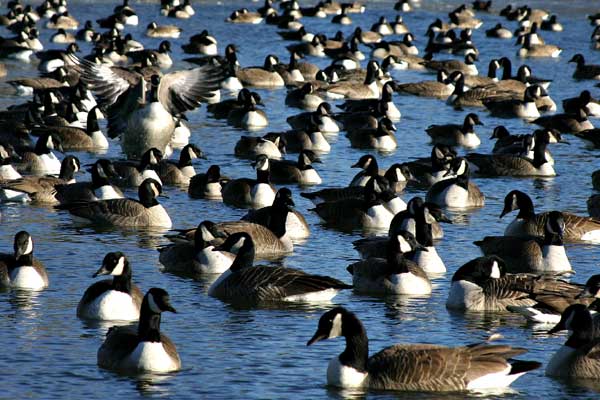 Theres a Show-off in Every Group