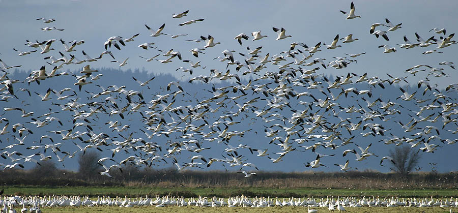 <B>Birds of a Feather... Take Two</B>