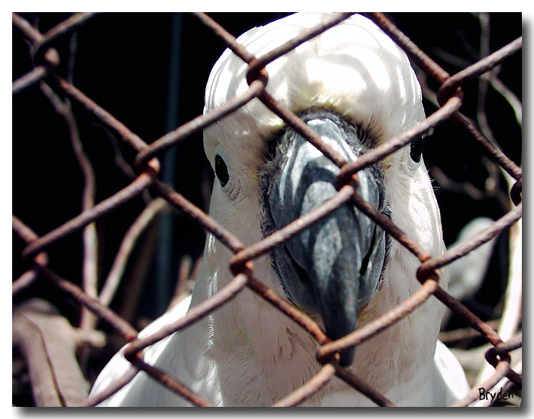 A beautiful bird is the only kind we cage.