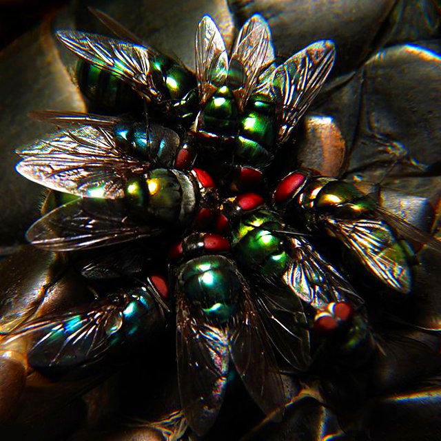 Flies*