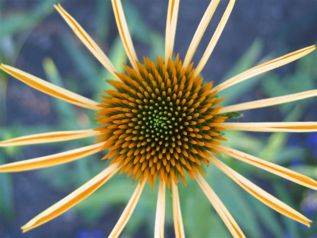 Star Flower*
