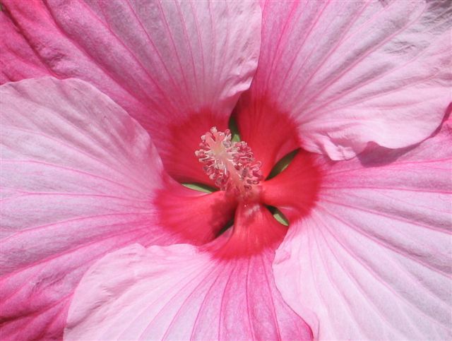 Hibiscus Center*