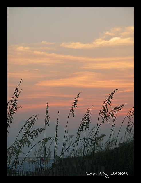 Sea Oats [*]