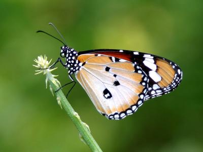 Butterfly_2a.jpg