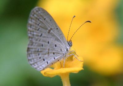 Butterfly186.jpg