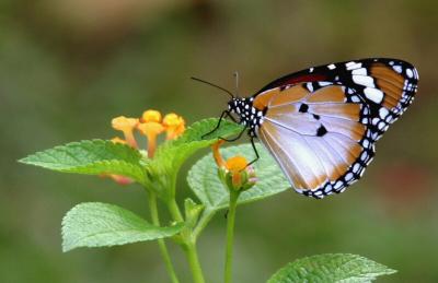 Butterfly386.jpg
