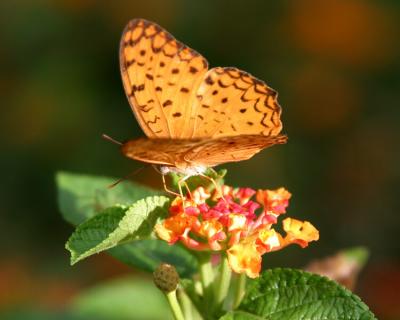 Butterfly486.jpg