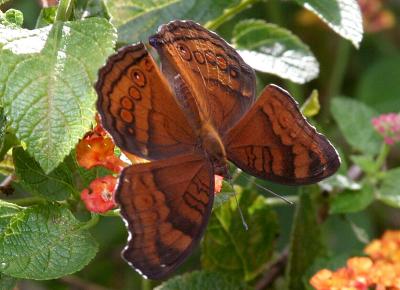 Butterfly586.jpg