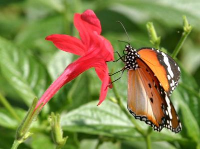 Butterfly886.jpg