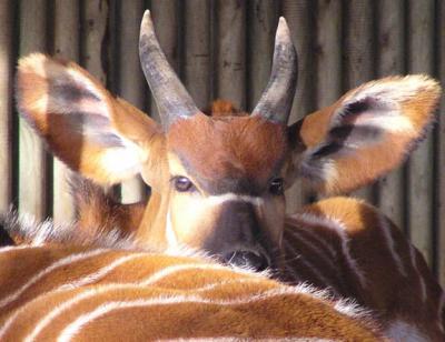 Our last visit to Howletts - bongo