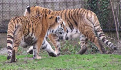 Our last visit to Howletts - tiger