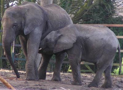 Our last visit to Howletts - elephant