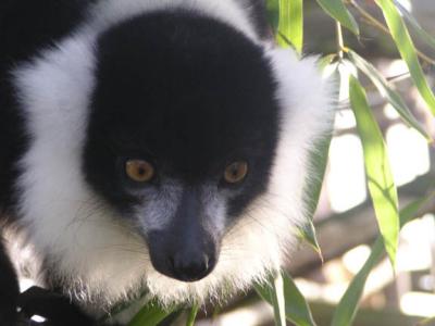 Our last visit to Howletts - lemur