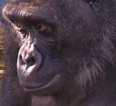 Our last visit to Howletts - gorilla