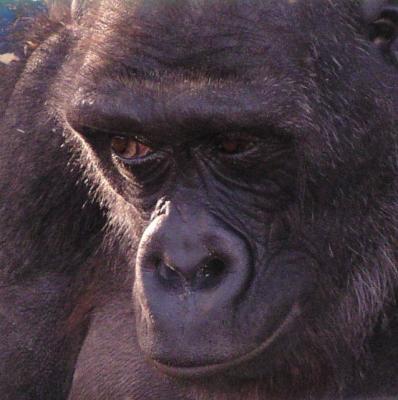 Our last visit to Howletts - gorilla