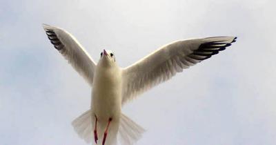 Gull in Sandwich