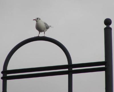 Gull in Ramsgate