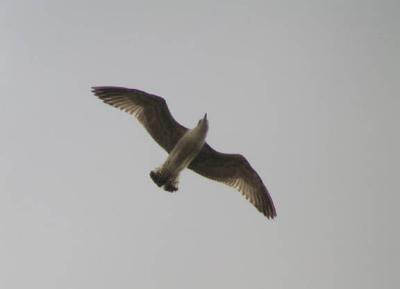 Gull in Ramsgate