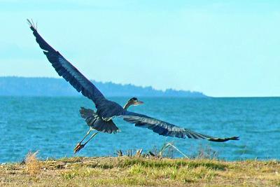 Pretty Heron