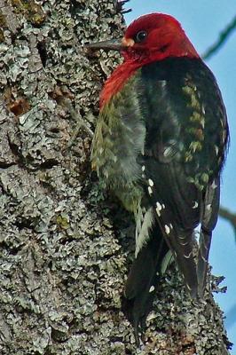 Red-breasted Sapsucker