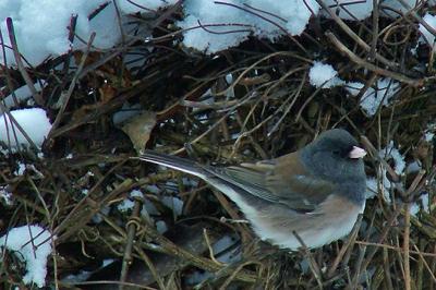 Junco