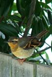 Varied Thrush