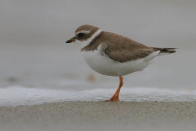 Semipalmated Plover