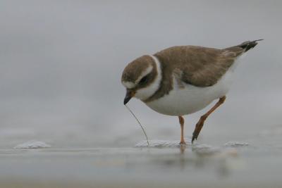 Semipalmated Plover