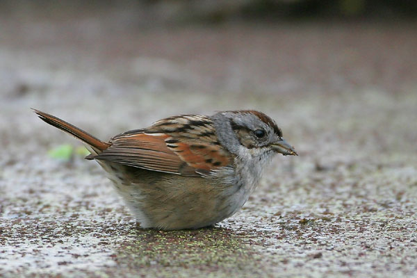 Swamp Sparrow