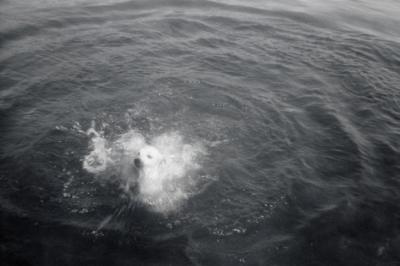Pamper swimming, 1960 (222)