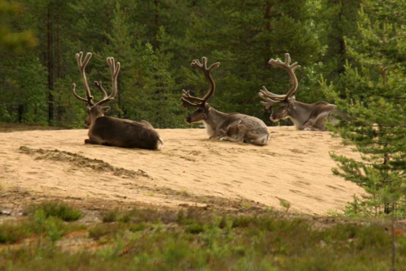 Reindeer