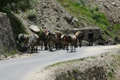 Driving mules