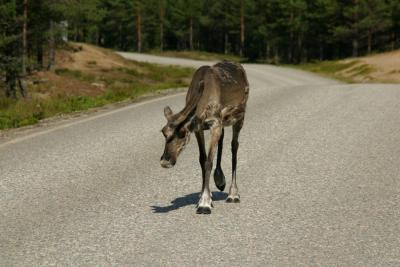 ... danger on the road